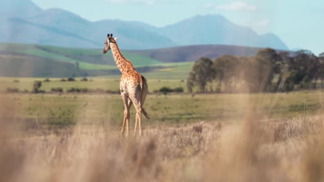 Ein-Clip-über-Eine-Giraffe,-Die-Ruhig-Durch-Eine-Savannenlandschaft-Läuft