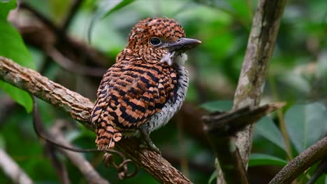 un martín pescador de árboles y una de las aves más hermosas que se encuentran en tailandia dentro de las selvas tropicales