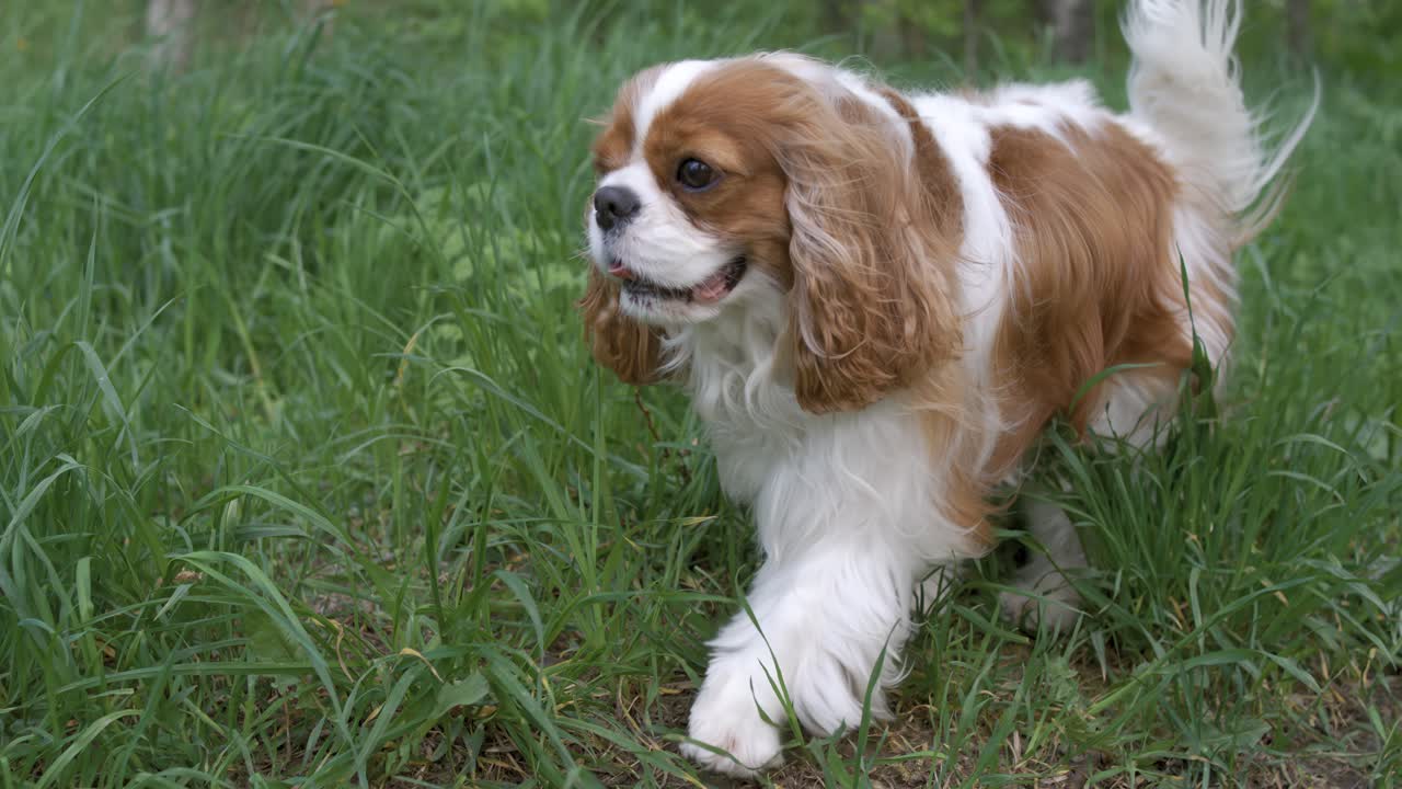 Cavalier King Charles Spaniel. Shot on super slow motion camera 1000 fps.