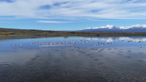 pink flamingos fly over patagonian lake landscape, bird's natural environment, aerial view at argentine patagonia