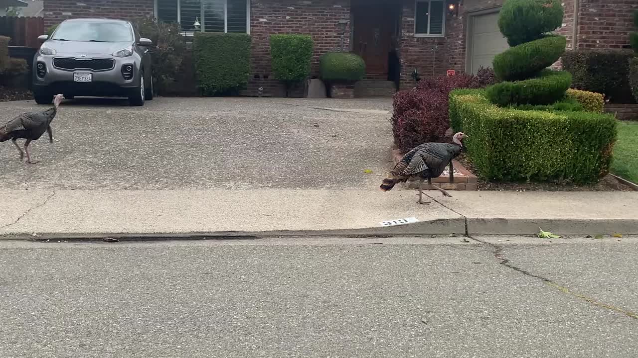 야생 칠면조가 동네를 돌아다닌다