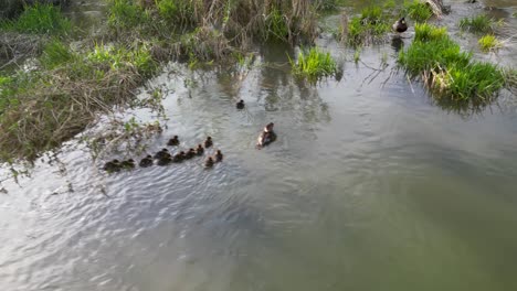 vista aérea de patitos siguiendo a la madre merganser en las aguas del embalse