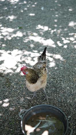 chickens on gravel