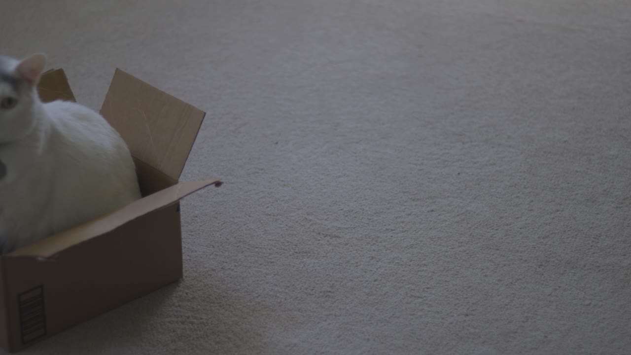 Camera pans to show Full grown Cat in a Tiny Box