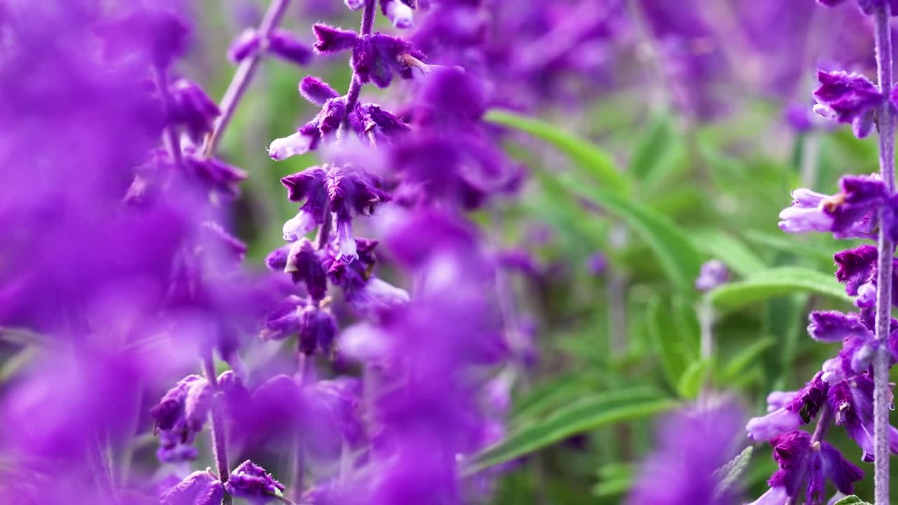 Close-up view of vivid purple flowers surrounded by fresh green leaves, capturing the essence of natural beauty.