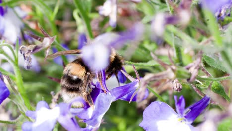 a bumblebee actively gathers pollen from vibrant purple lavender flowers in a sunlit english garden, captured in close-up with natural daylight and shallow depth of field