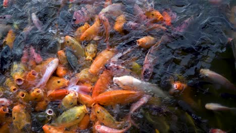 gasp of colorful koi carp fishes fighting for food while being fed