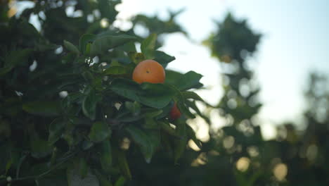 handheld close-up shot of oranges on a tree during golden hour sunrise in new zealand