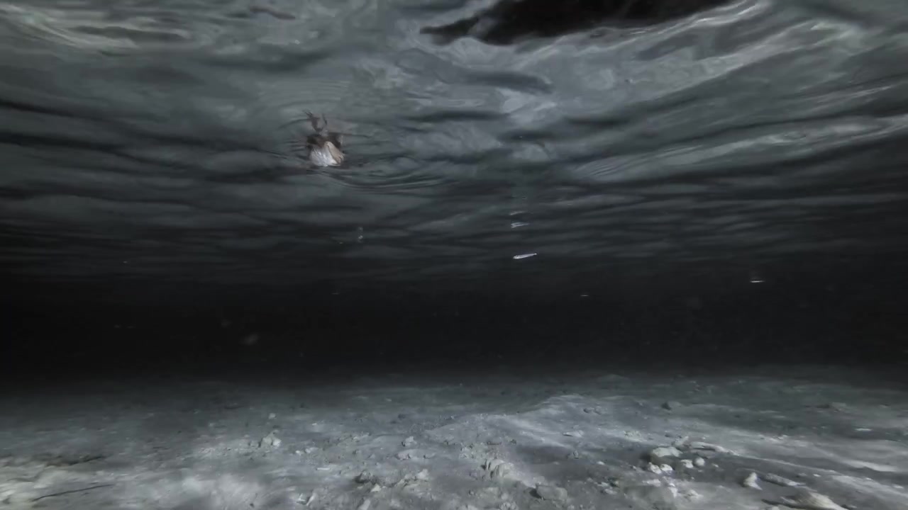 Um pequeno caranguejo nada sob a superfície ondulante acima de um leito marinho arenoso em uma vista noturna subaquática estática filmada nas águas tropicais das Maldivas.