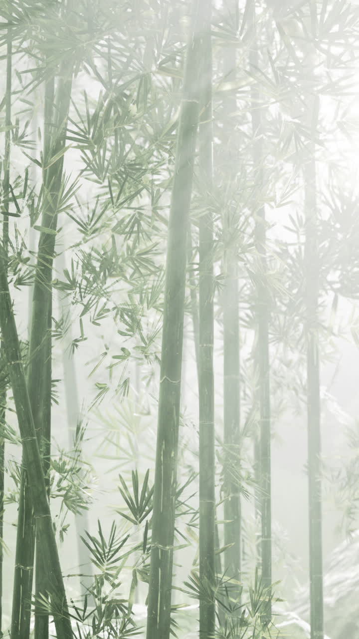 el bosque de bambú brumoso