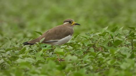 yellow-wattled lapwing in pond area finding food