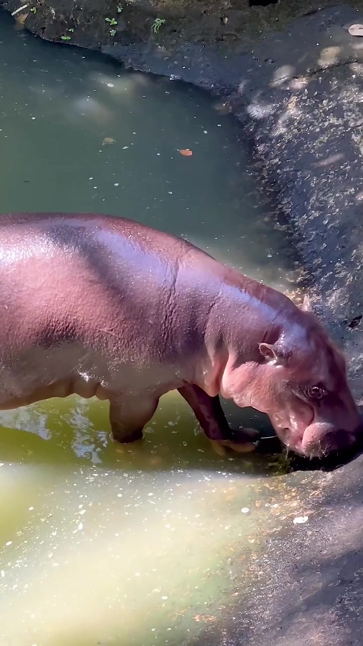 Hipopótamo pigmeo explorando su recinto en Chonburi