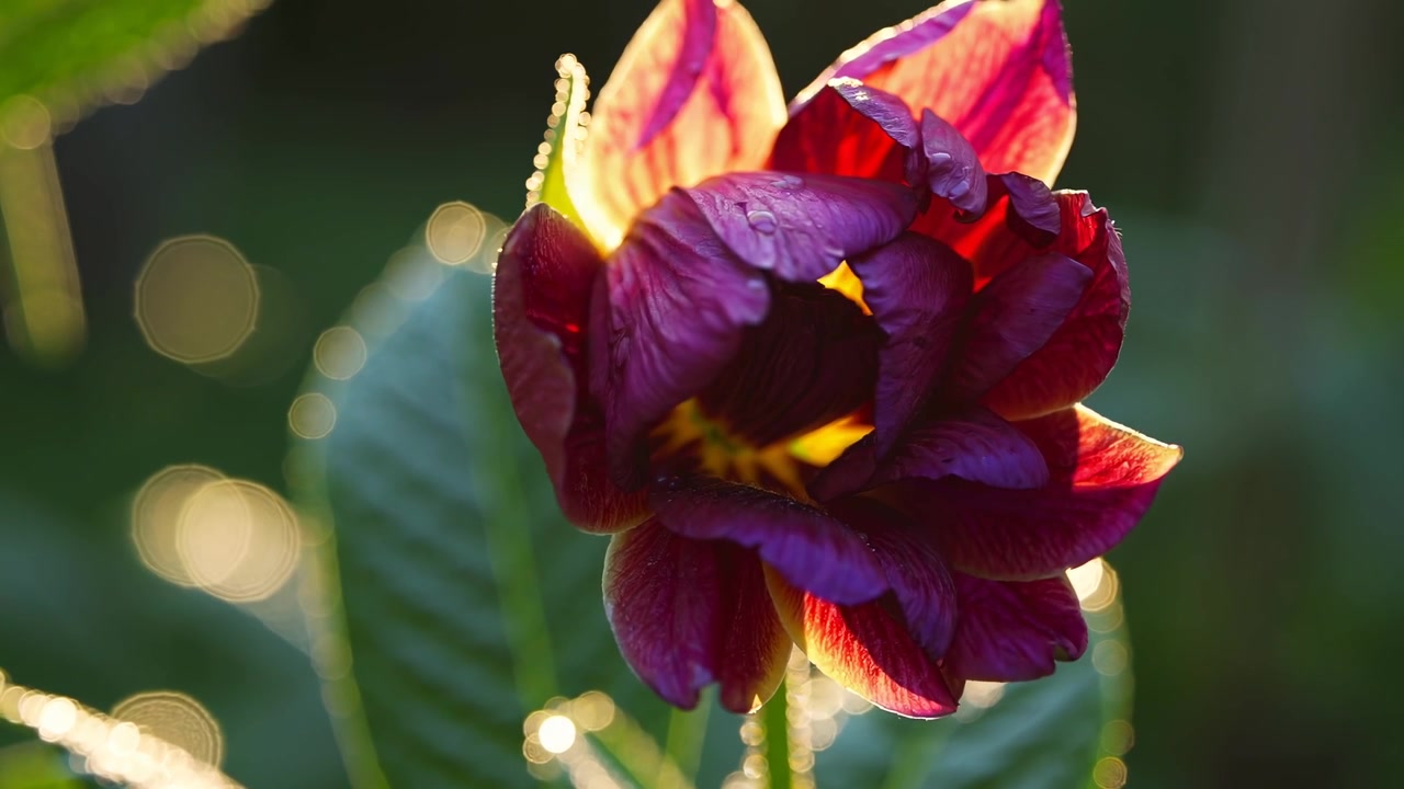 Macro time-lapse di un bocciolo di fiore rosso che si apre con gocce di rugiada