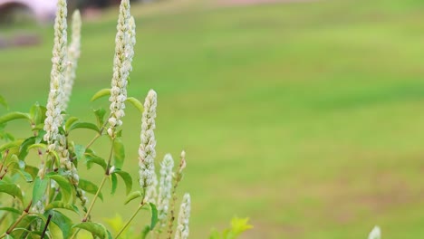 close-up of flowers in a lush garden