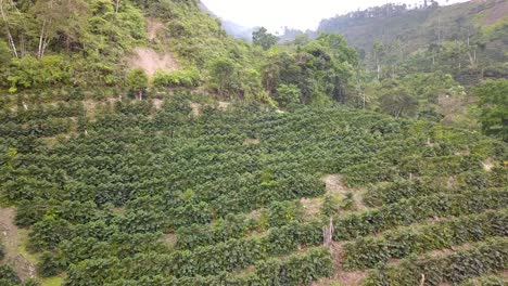coffee plantation in the bolivian mountain jungle