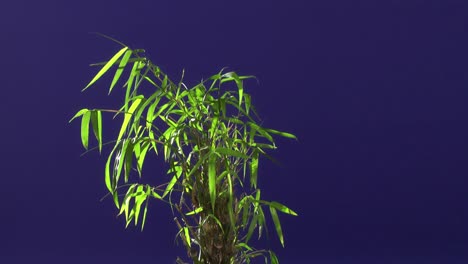 ground plant with blue screen background