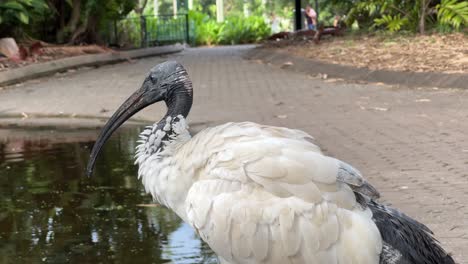 urban wildlife close up shot of an australian white ibis, threskiornis molucca with black bare head preening its white plumages at city botanic gardens, downtown riverside brisbane city.