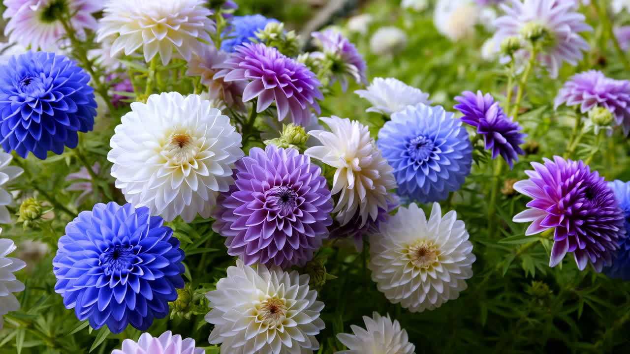 Levende blå, lilla og hvite georgineblomster som blomstrer i en hage