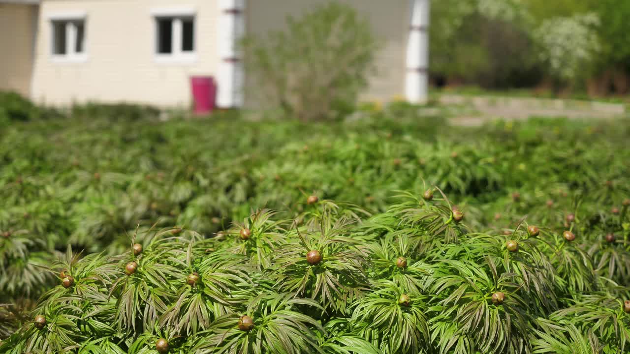 사람 들 과 함께 있는 피오니 정원