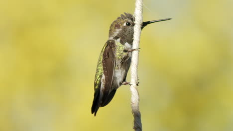 extreme close up of hummingbird landing on twine