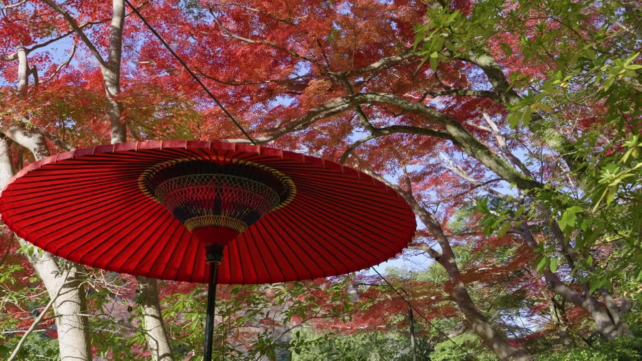 Typical Japanese red umbrella against fall colors in nature