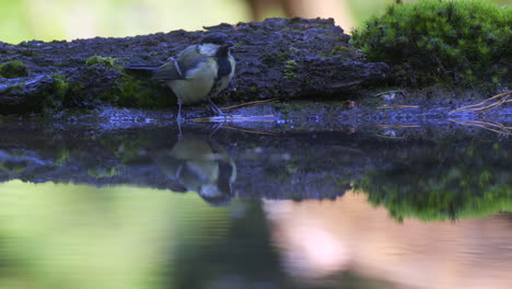 Carbonero-Bebiendo-En-La-Piscina-Del-Bosque