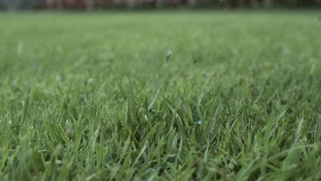 golf club hits a white golf ball in a super slow motion. drops of morning dew and grass particles rise into the air after the impact. shot on super slow motion camera 1000 fps.