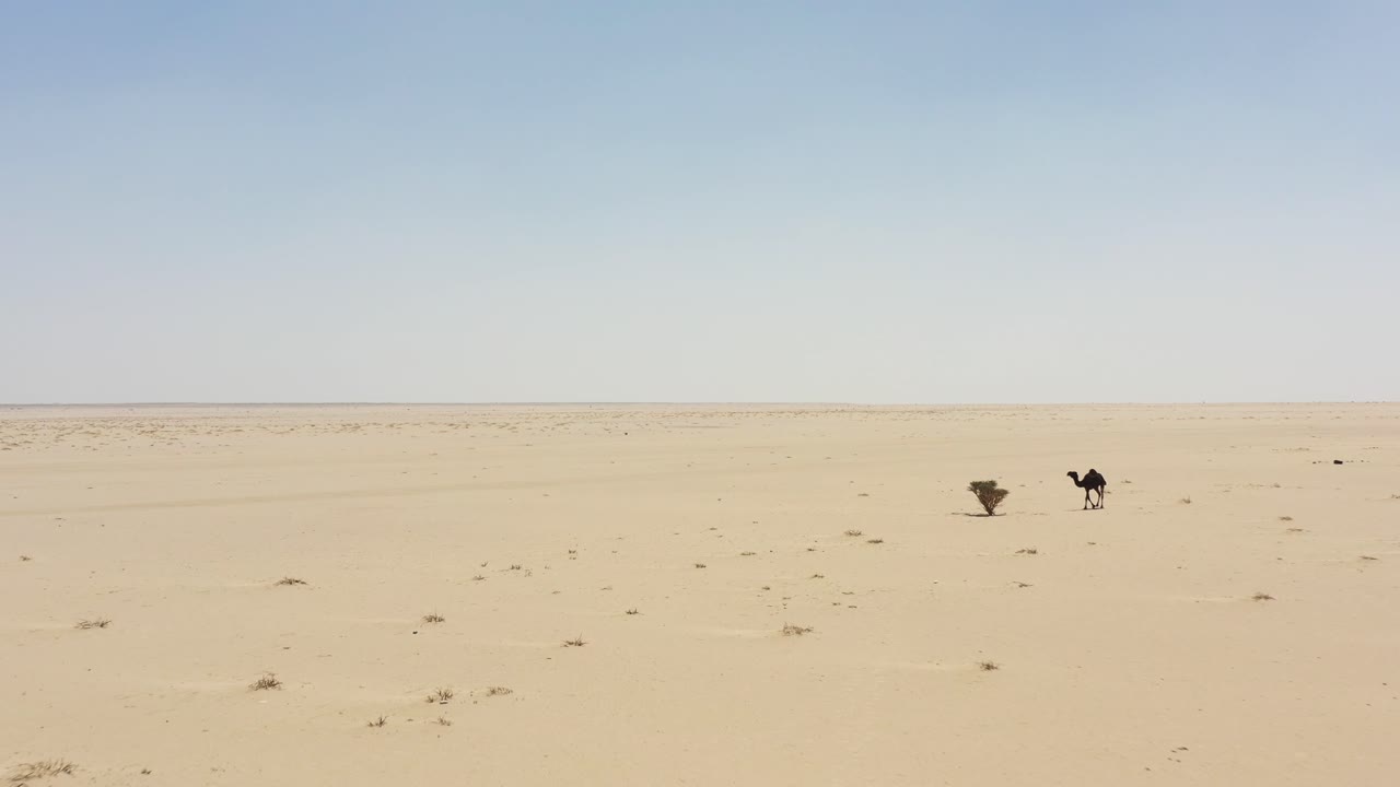 사우디아라비아 사막 중심부에 있는 낙타 무리