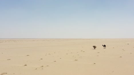 Gruppe-Von-Kamelen-Im-Herzen-Der-Wüste-Saudi-Arabiens
