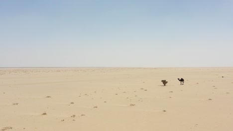 grupo de camellos en el corazón del desierto de arabia saudita