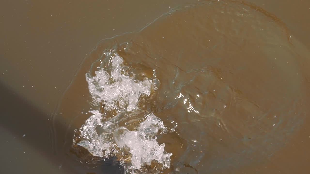 coot se sumerge bajo el agua con salpicaduras, cámara lenta cerca de peces cazadores de aves acuáticas