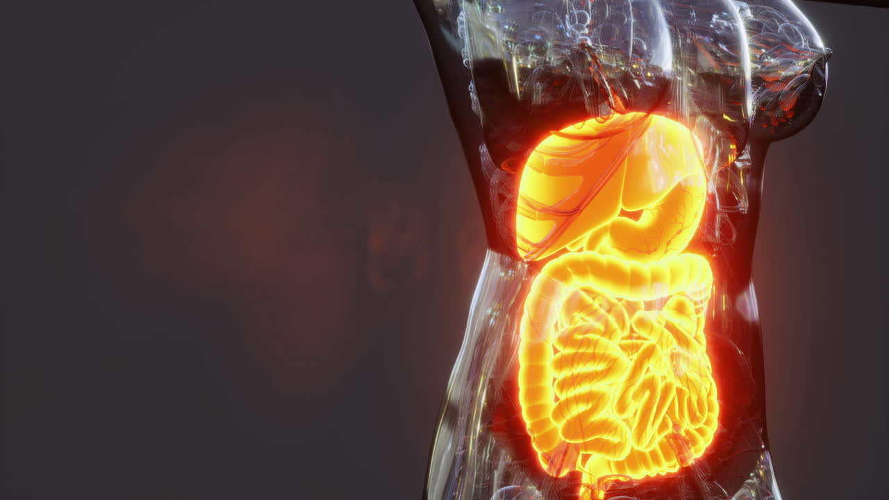 Illustration of the human digestive system and internal organs