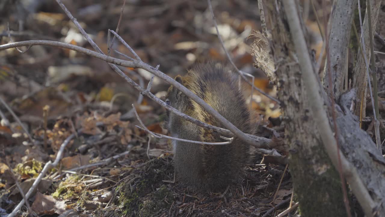 다람쥐는 덤불 뒤에 작은 식물을 먹는다 - 가까이