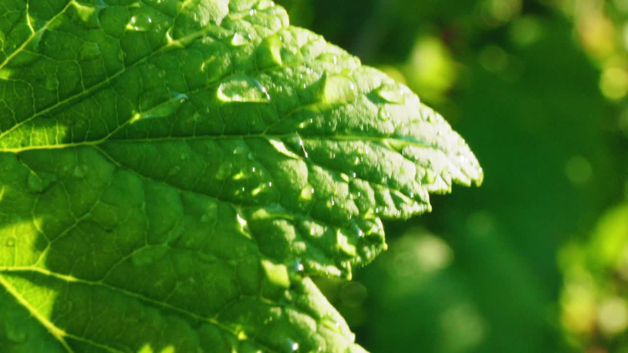 Dew Drops on a Grape Leaf