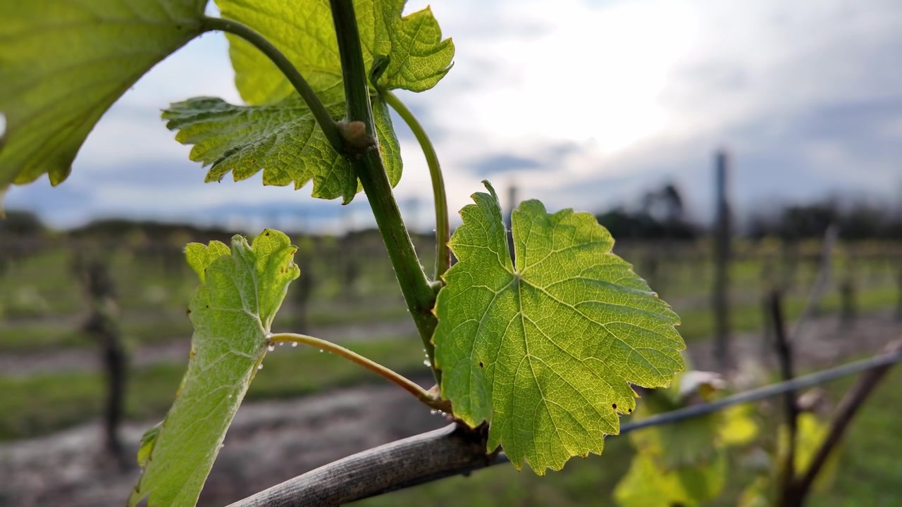 Foglie primaverili su una vite filmate al rallentatore.