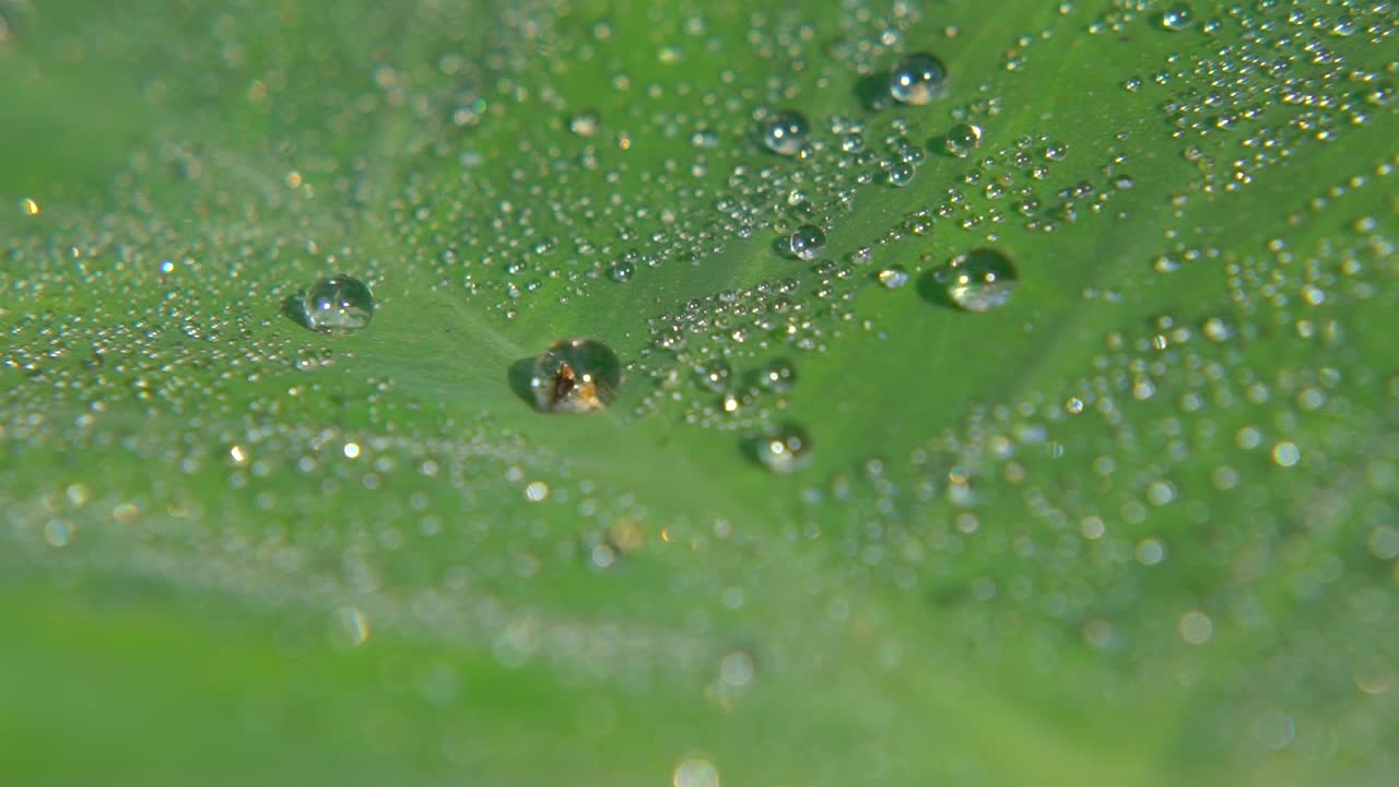 아침 이슬이 잎사귀에 떨어졌다