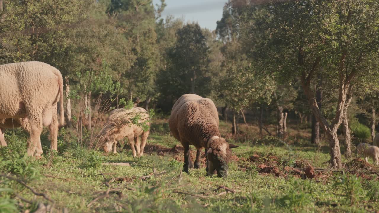목초지 에서 풀 을 고 있는 가축 들 - 넓은