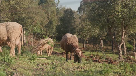 ovejas domésticas pastando en el pasto - toma amplia