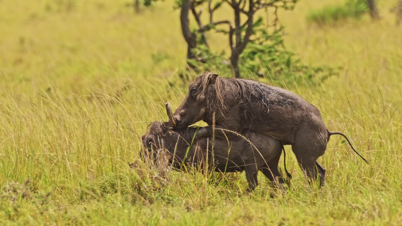 Ripresa al rallentatore di facoceri che si accoppiano in praterie di erba alta tra la vegetazione naturale, fauna selvatica africana nella Riserva Nazionale Maasai Mara, Kenya, animali da safari africani nella Masai Mara North Conservancy.