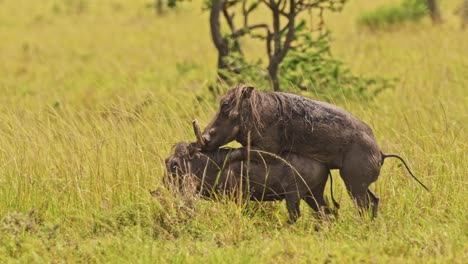 slow motion shot of warthogs mating in tall grass grasslands amongst greenery in nature, african wildlife in maasai mara national reserve, kenya, africa safari animals in masai mara north conservancy