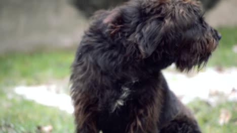 impresionante perro schnauzer gigante negro sentado en el patio trasero y ladrando mientras exhala un aliento nublado en el aire helado