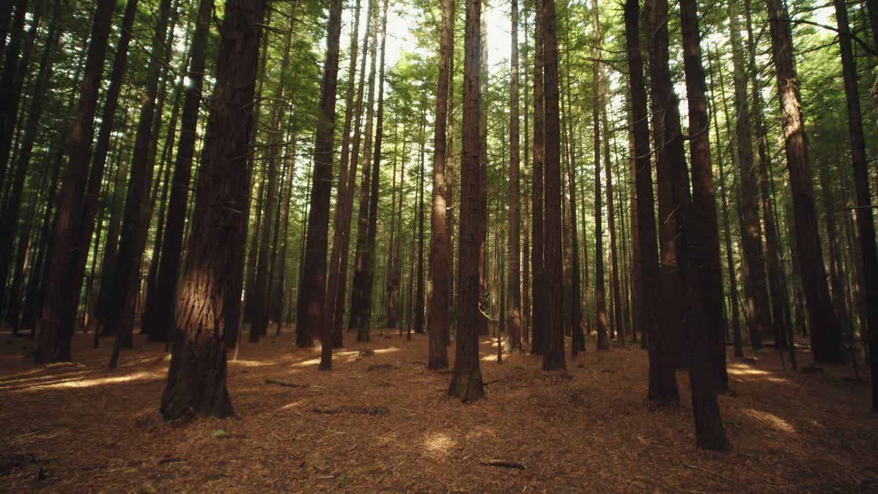 Inquadratura dal basso con movimento tilt-down di sequoie a Rotorua, Nuova Zelanda.