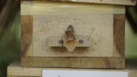 a close-up view of a wooden beehive with a unique entrance tube