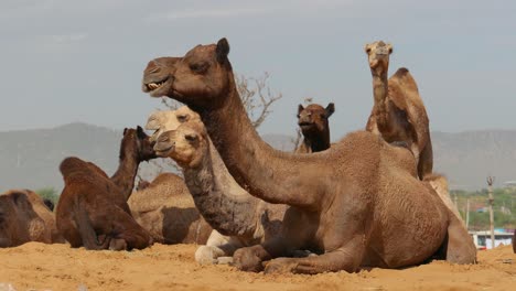 Camels-at-the-Pushkar-Fair,-also-called-the-Pushkar-Camel-Fair-or-locally-as-Kartik-Mela-is-an-annual-multi-day-livestock-fair-and-cultural-held-in-the-town-of-Pushkar-Rajasthan,-India.