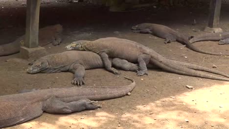 komodo dragons are breeding, this rare animal only exists in indonesia and is the 7 wonders of the world