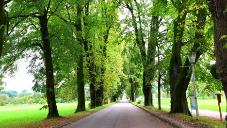 a cinematic footage of a road with big trees on both sides and car running on a far end of this road