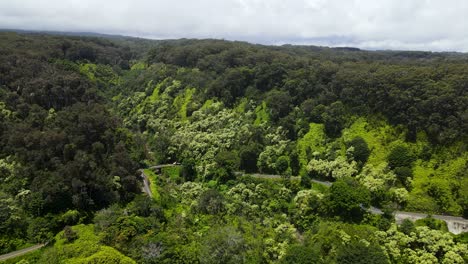 Tropisches-üppiges-Laub-In-Den-Regenwäldern-Auf-Der-Hawaii-Insel-Maui---Luftaufnahme