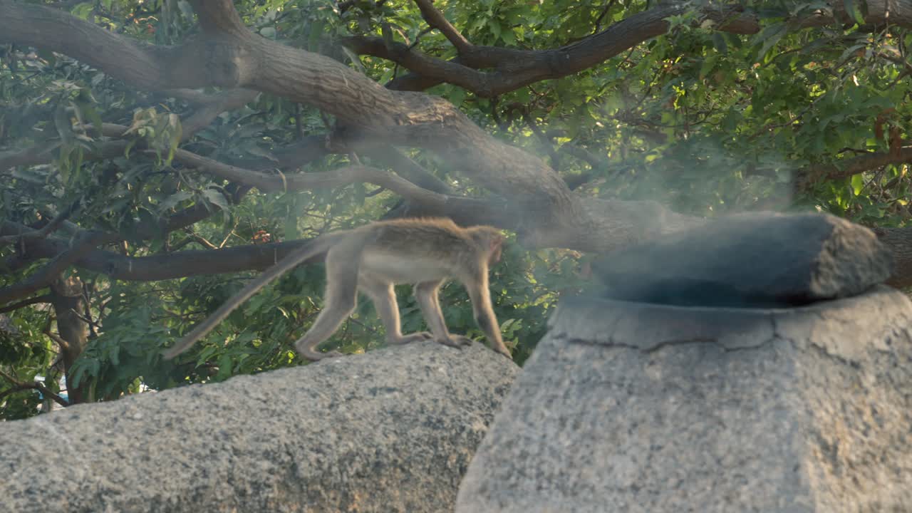 Una scimmia sta mangiando vicino a una grande roccia con fumo in un parco nazionale di Mumbai, India.