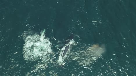 avistamiento de ballenas jorobadas en la costa de sydney