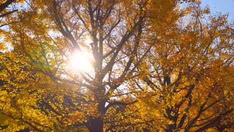 Wide-view---Walking-through-rows-of-yellow-ginko-trees